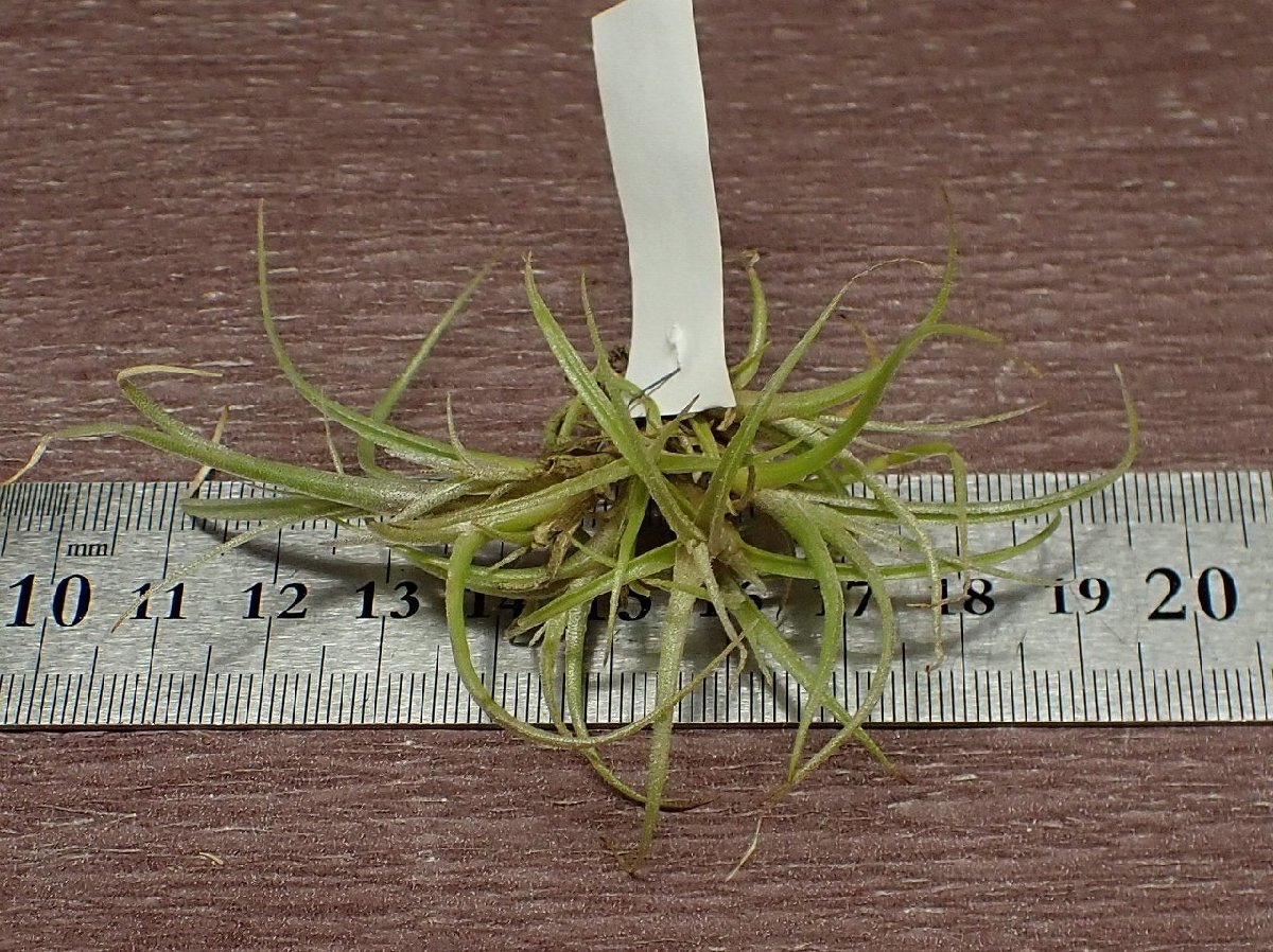 Tillandsia macbrideana x T.paleaceachi Ran jia* Mac b Lidia naxpa редкость sea# воздушный растения TI