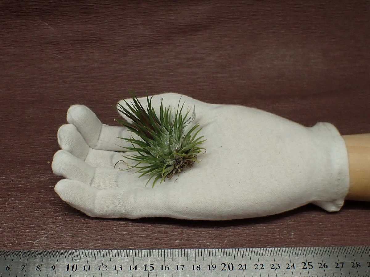 Tillandsia ionantha v.strictachi Ran jia* Io naan ta -stroke likta# air plant PR