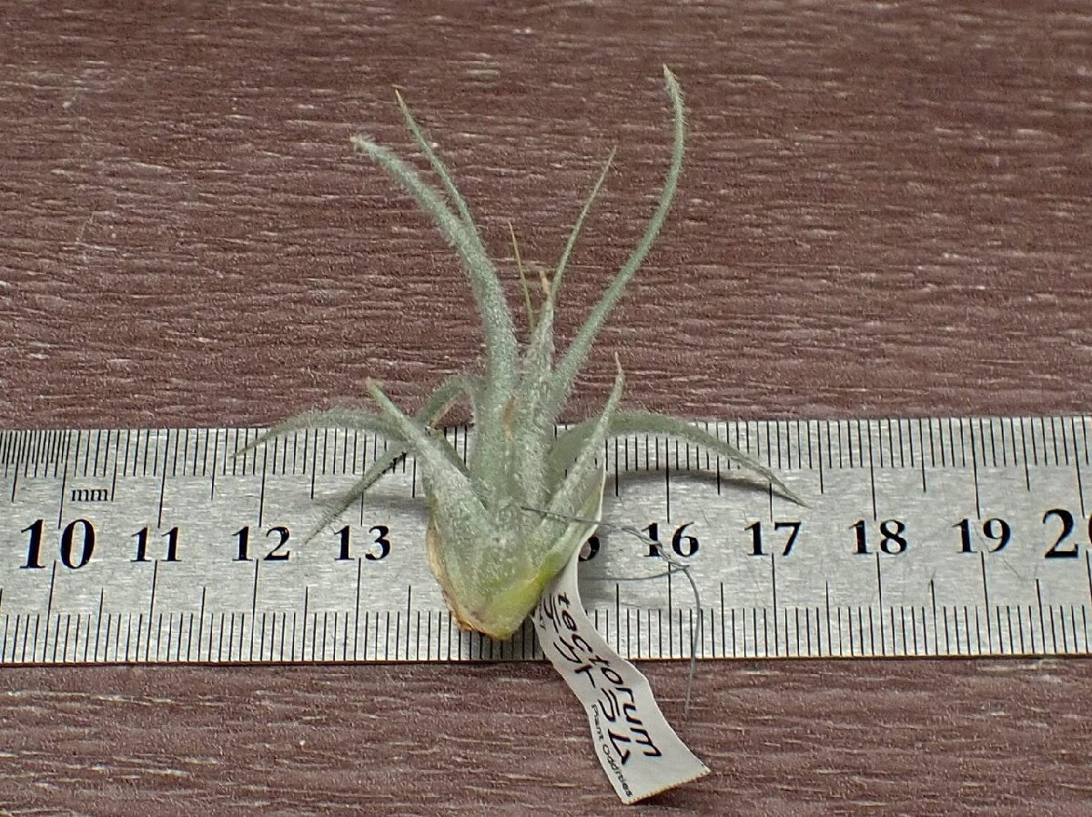 Tillandsia tectorumchi Ran jia* tech tiger m# air plant TI