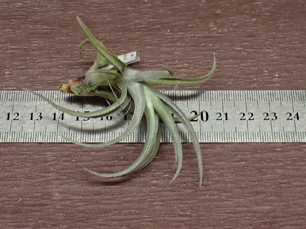 Tillandsia xiphioides Dwarf formchi Ran jia* comb fioitesdowa-f foam # air plant PR