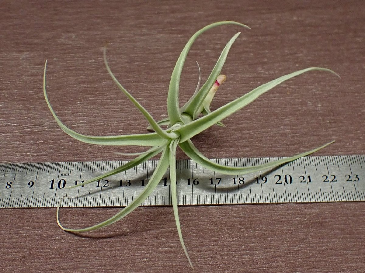 Tillandsia paleacea x T.tectorumchi Ran jia*pa rare seax tech tiger m# air plant TI