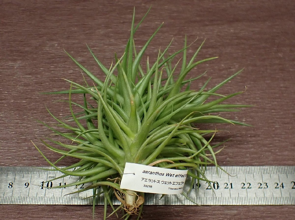 Tillandsia aeranthos Wet effectchi Ran jia*a Elan to тренировочный эффект * воздушный растения PR