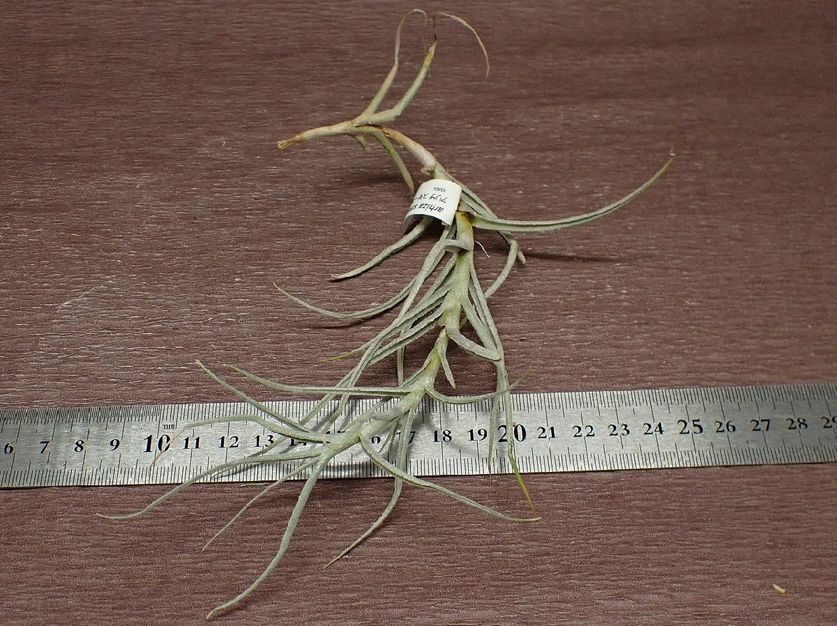 Tillandsia arhiza small formchi Ran jia*a Liza маленький пена * воздушный растения PR