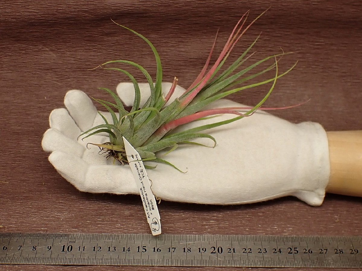 Tillandsia 'Art Candlestick' x T.ionantha 'Hand Grenade' ■エアプランツYC_画像1