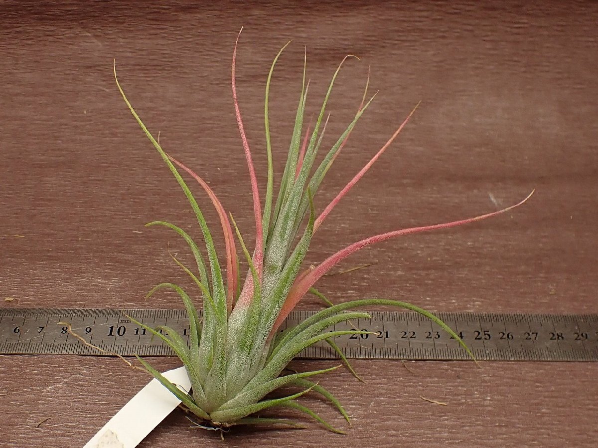 Tillandsia 'Art Candlestick' x T.ionantha 'Hand Grenade' ■エアプランツYC_画像2