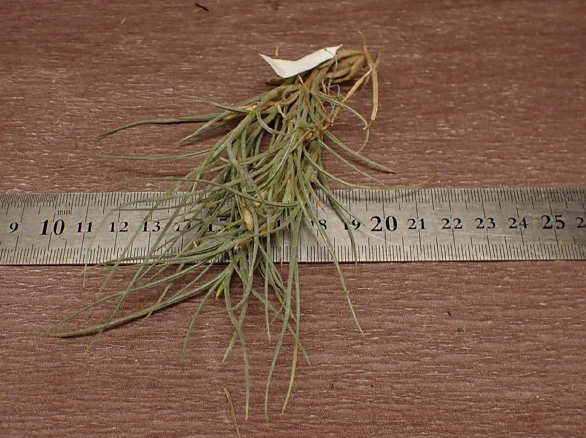 Tillandsia usneoides x T.recurvata form1 チランジア・ウスネオイデスxレクルバータ フォーム1★エアプランツPR_画像3
