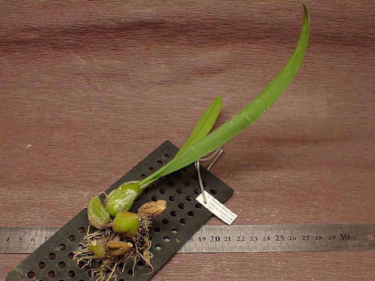Bulbophyllum arfakianum 'Green' バルボフィラム・アルファキアナム 緑★ラン苗_画像1