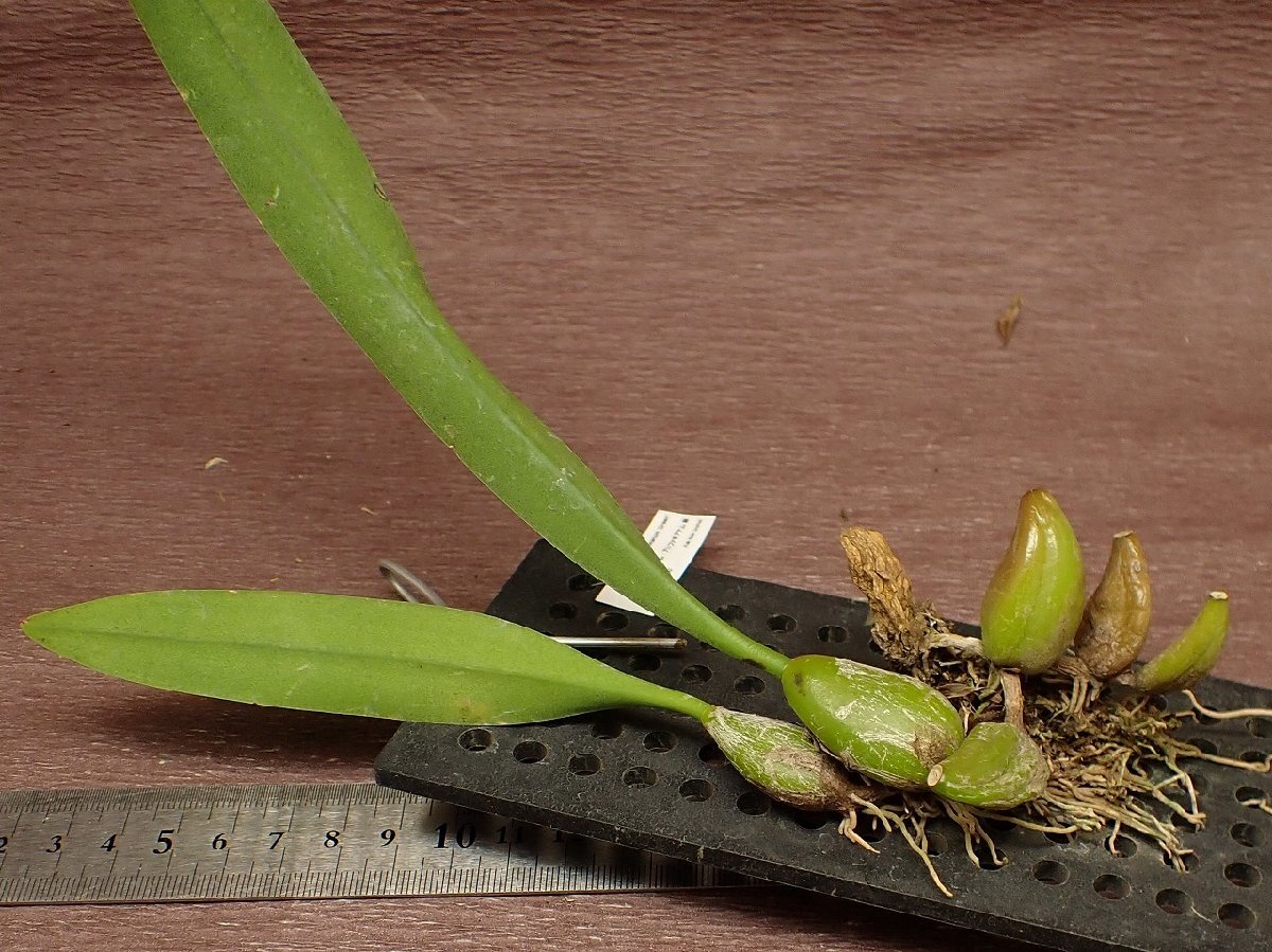 Bulbophyllum arfakianum 'Green' バルボフィラム・アルファキアナム 緑★ラン苗_画像2