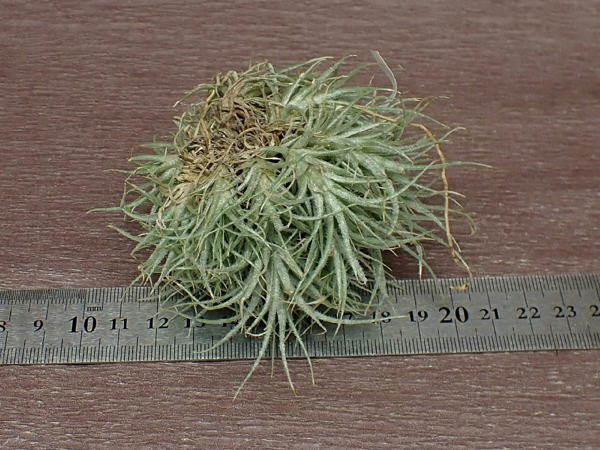 Tillandsia tectorum チランジア・テクトラム★エアプランツPRの画像2