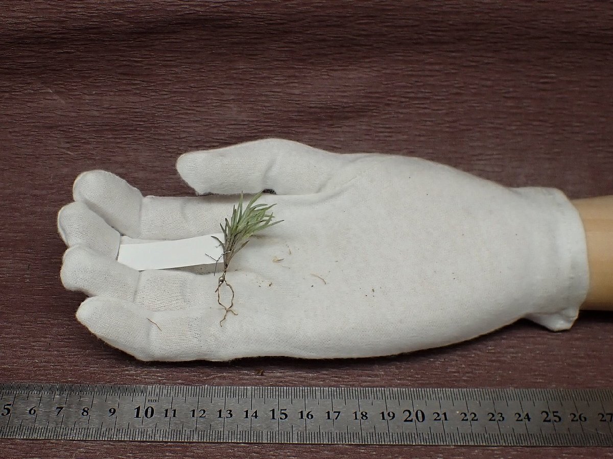 Tillandsia capillaris v.cordobensis？ チランジア・カピラリス コルドベンシス★エアプランツBSの画像1