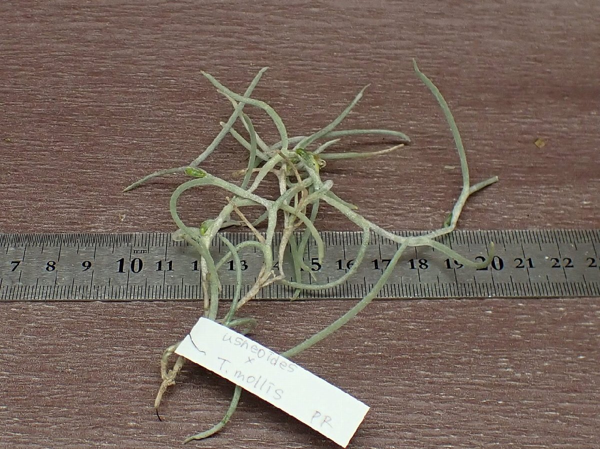 Tillandsia usneoides x T.mollischi Ran jia*u Sune oitesx Maurice * air plant PR