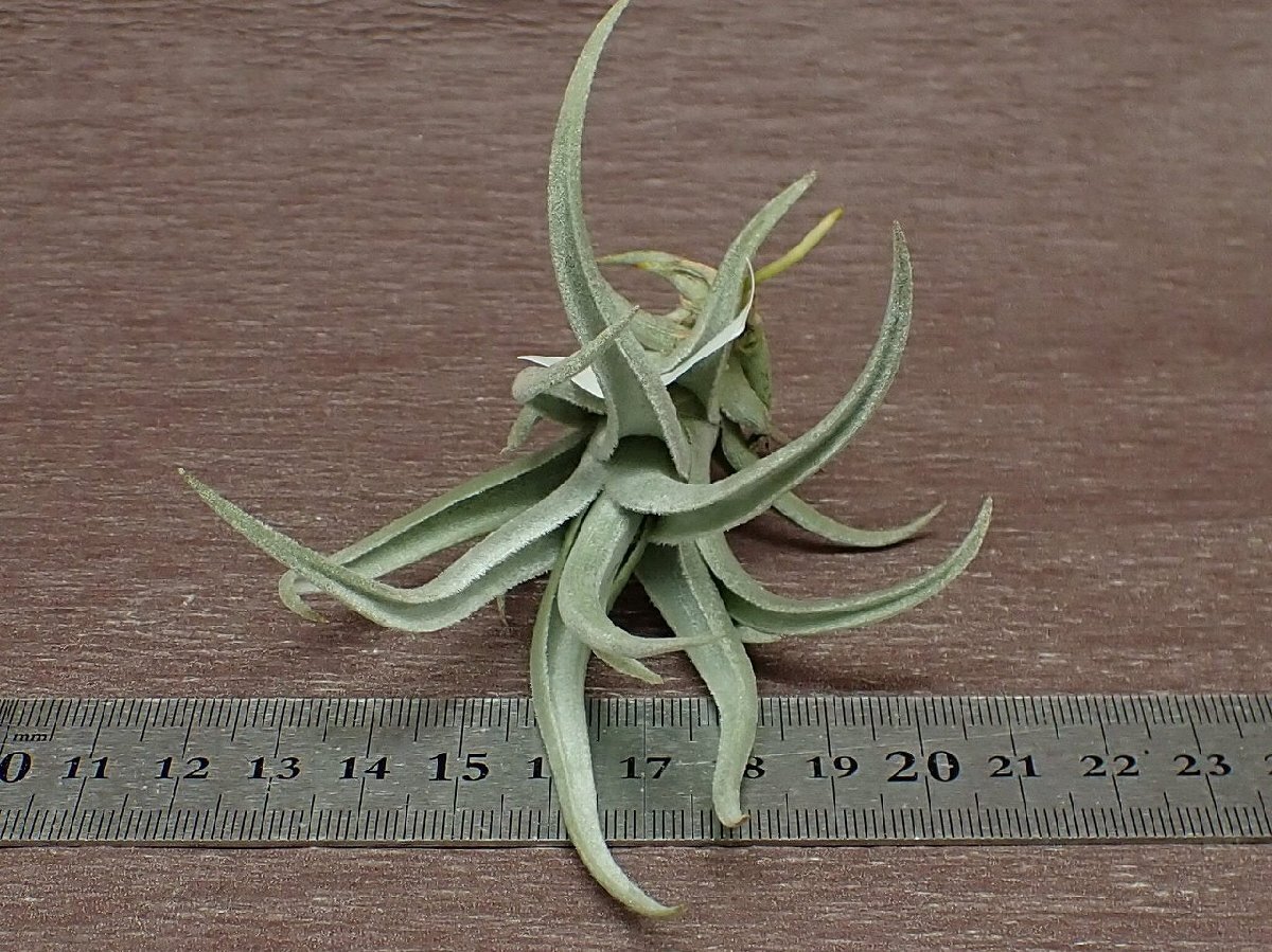 Tillandsia xiphioides Hairy form チランジア・クシフィオイデス ヘアリーフォーム●エアプランツPRの画像3