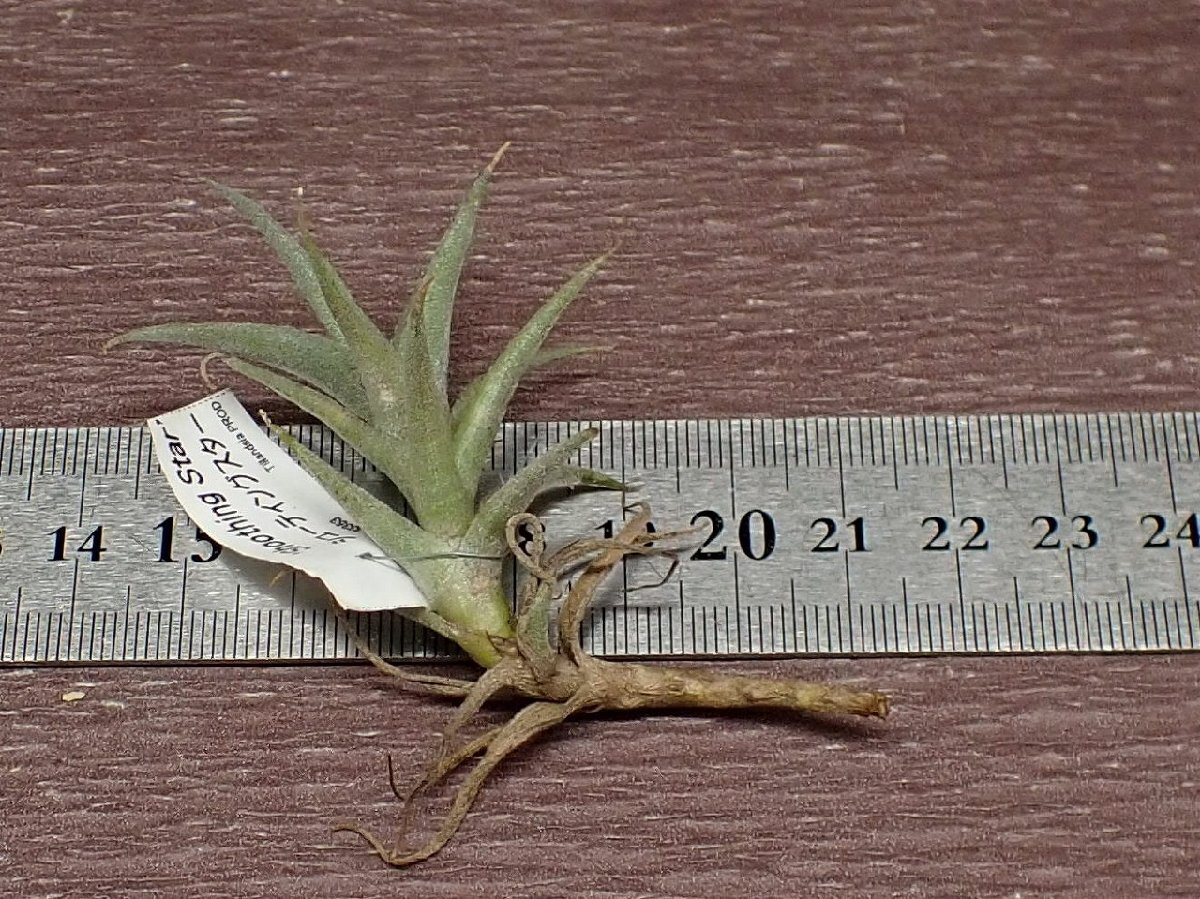 Tillandsia 'Shoothing Star' チランジア シューティングスター■エアプランツPR_画像2