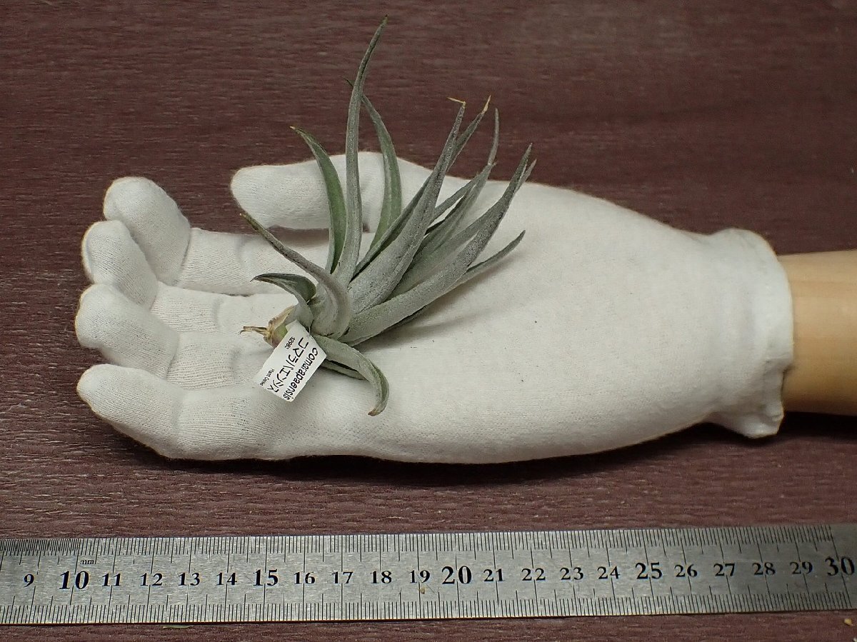 Tillandsia comarapaensischi Ran jia* koma lapaensis* air plant TI