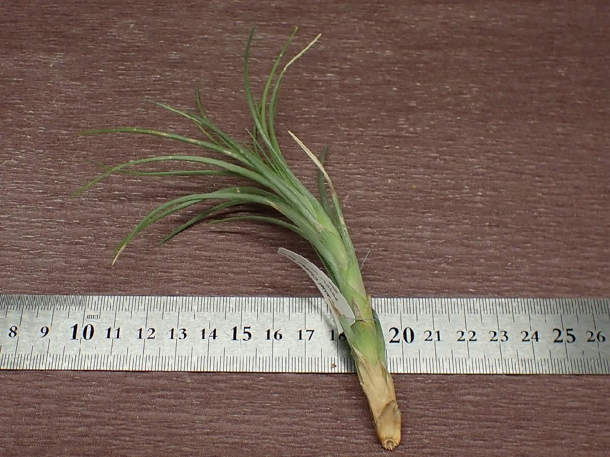 Tillandsia araujei Closed formchi Ran jia*alau J Crows do пена * воздушный растения TI