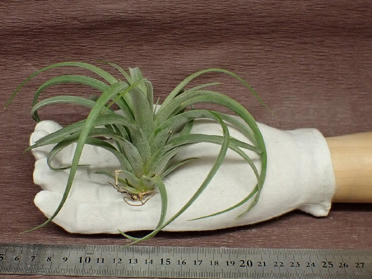 Tillandsia concolor x T.streptophyllachi Ran jia* темно синий ko roll x -тактный repto filler * воздушный растения TI