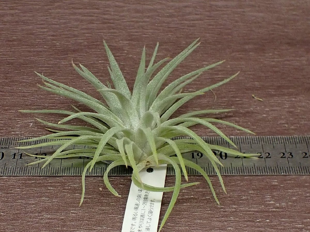 Tillandsia plagiotropicachi Ran jia* pra gio Toro pika* air plant EP