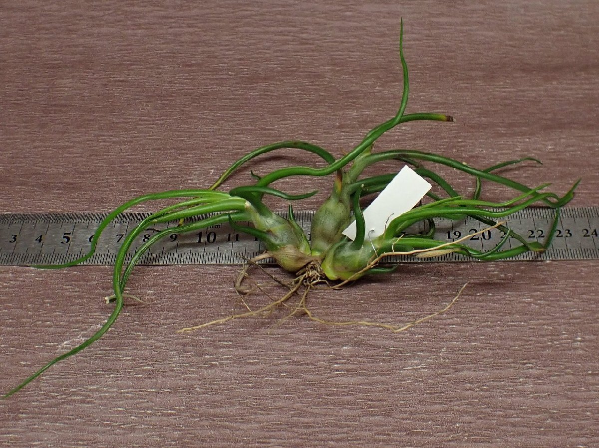 Tillandsia \'Mini Medusae\'chi Ran jia Mini mete.-sa* air plant KK