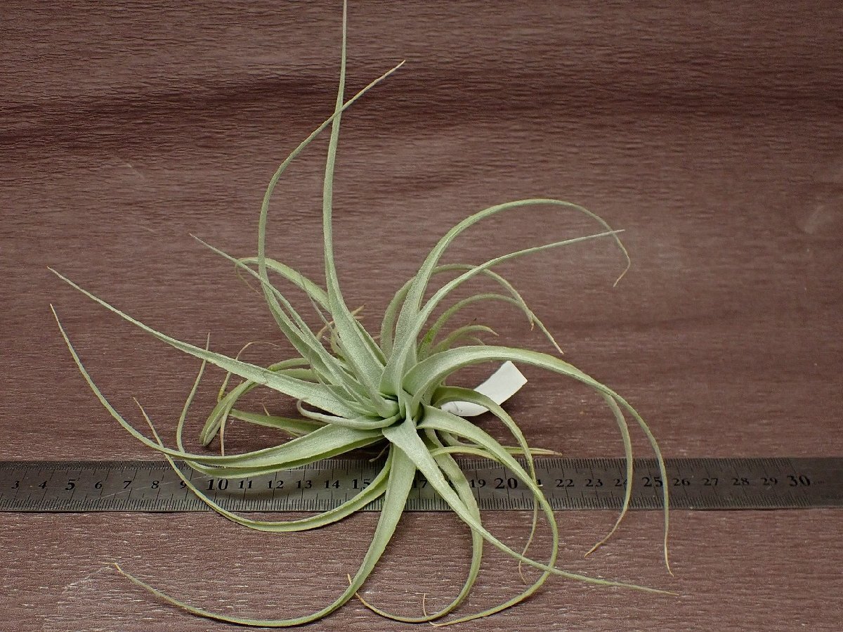 Tillandsia recurvifolia v.subsecundifolia x T.aeranthoschi Ran jiarek ruby fo rear xa Elan tos* air plant PR