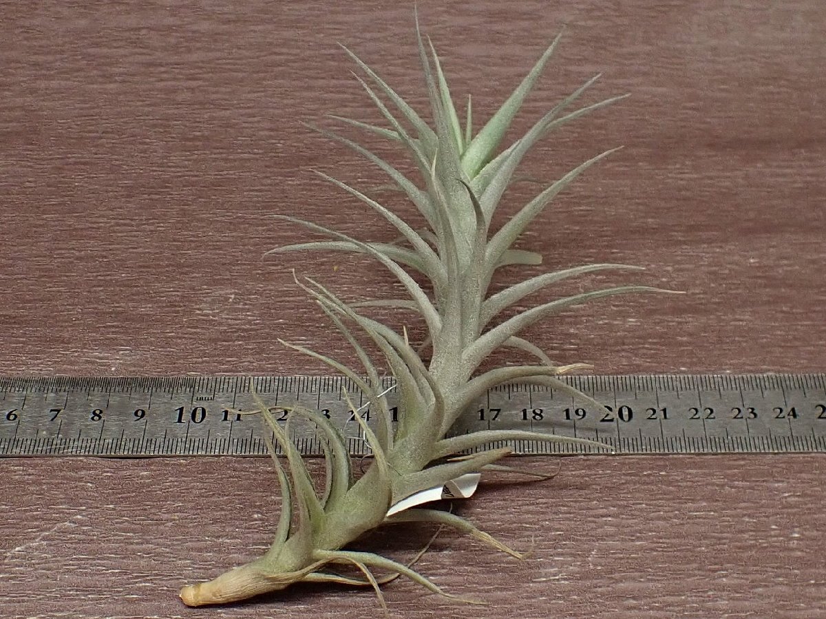 Tillandsia bergeri \'Grisea\'chi Ran jia* bell geli Gris sea* воздушный растения PR