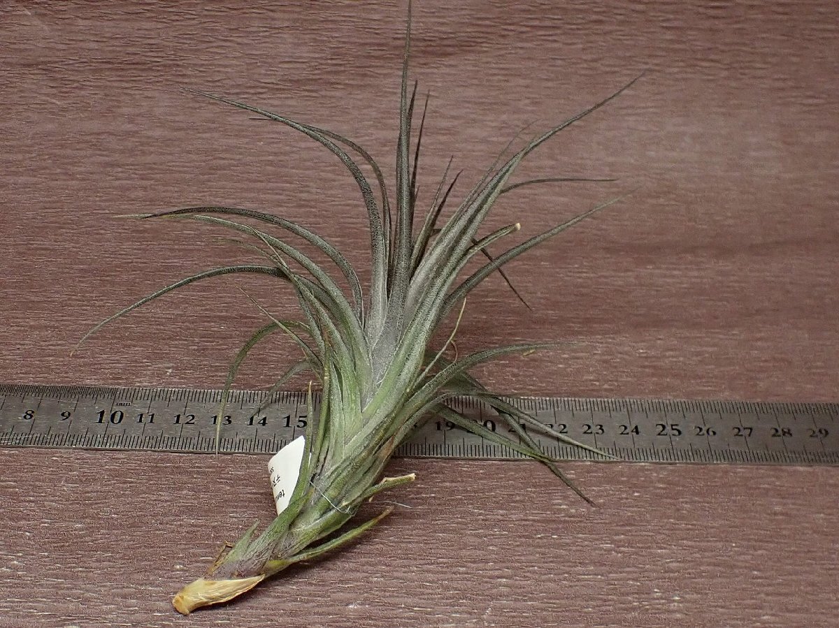 Tillandsia tenuifolia v.amethystchi Ran jia*tenifo rear amethyst * air plant TI
