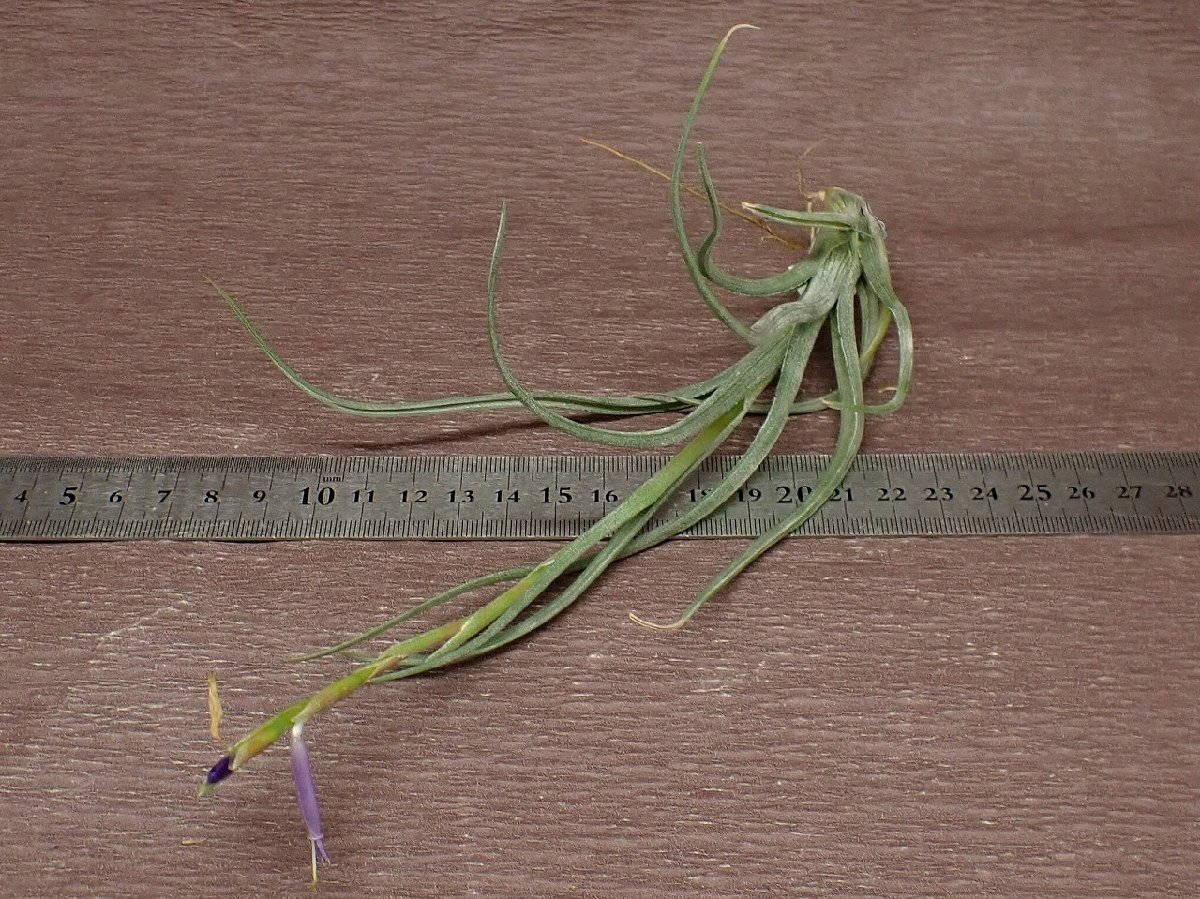 Tillandsia baileyichi Ran jia* Bay Ray * воздушный растения TI