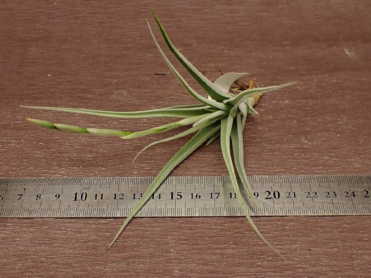 Tillandsia streptocarpa \'Mini\' xchi Ran jia* -stroke reptokarupa Mini * air plant TI