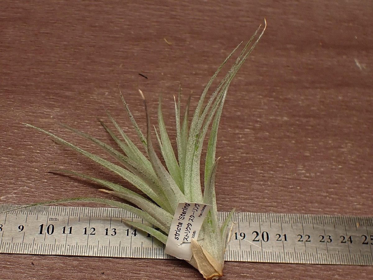 Tillandsia stricta 'Sterling' チランジア・ストリクタ スターリング★エアプランツTI_画像2