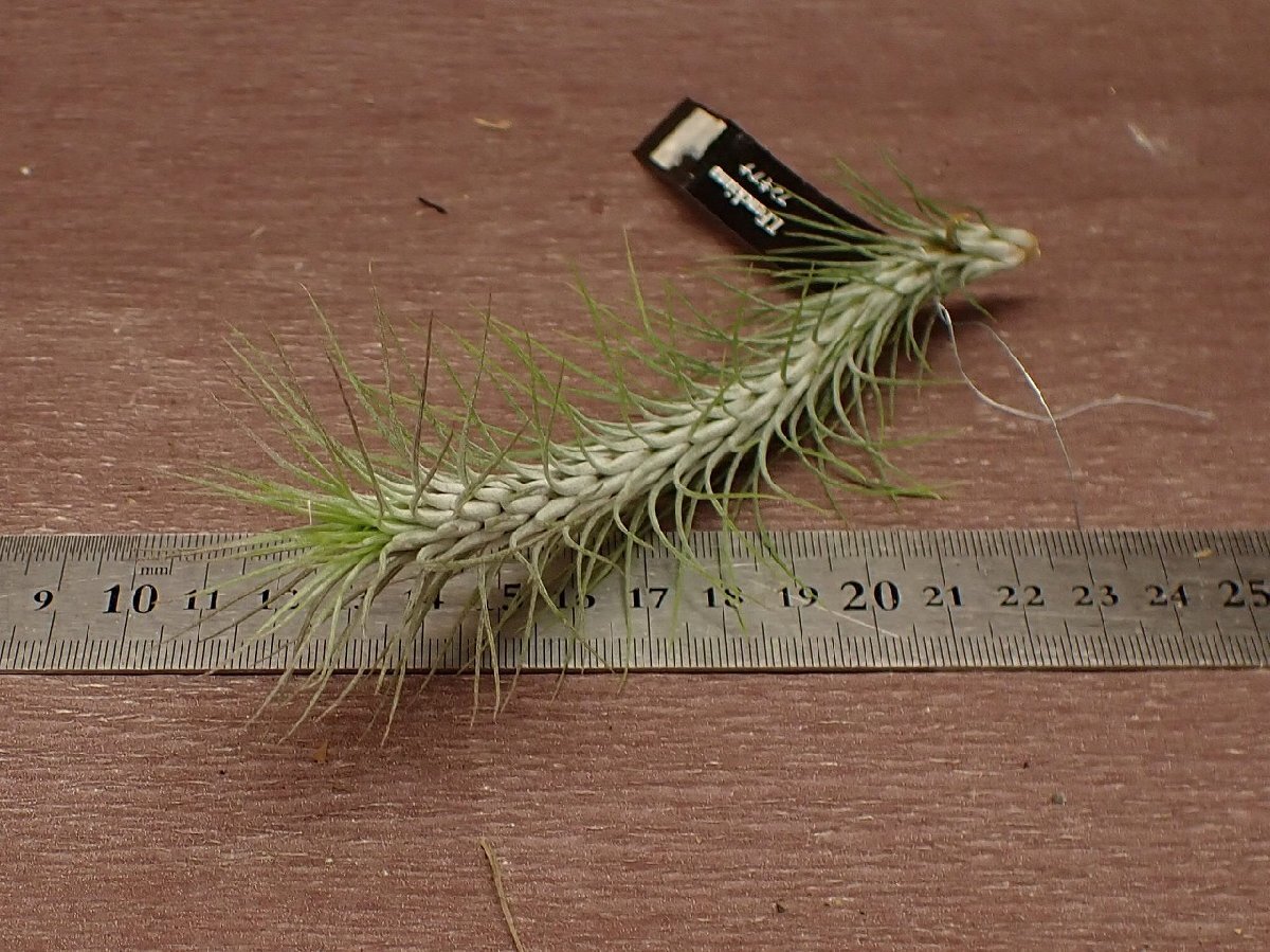 Tillandsia funckiana チランジア・フンキアナ★エアプランツEP_画像3