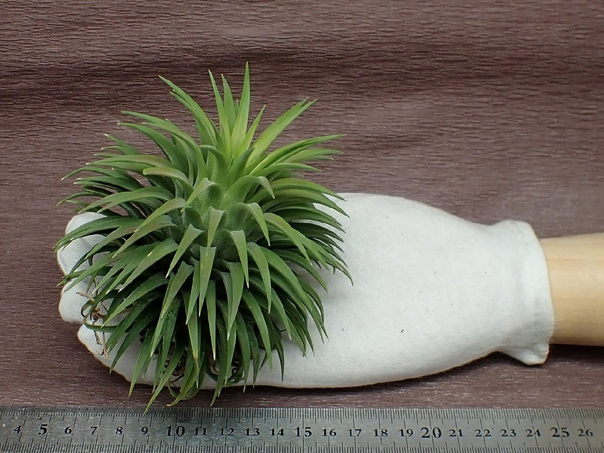 Yahoo!オークション - Tillandsia ionantha Guatemala Giant Yahoo!オークション - Tillandsia ionantha Guatemala Giant