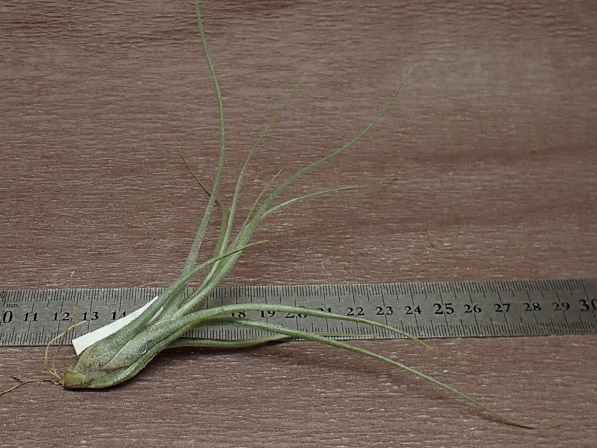 Tillandsia 'King Kong' チランジア キングコング★エアプランツTIの画像2