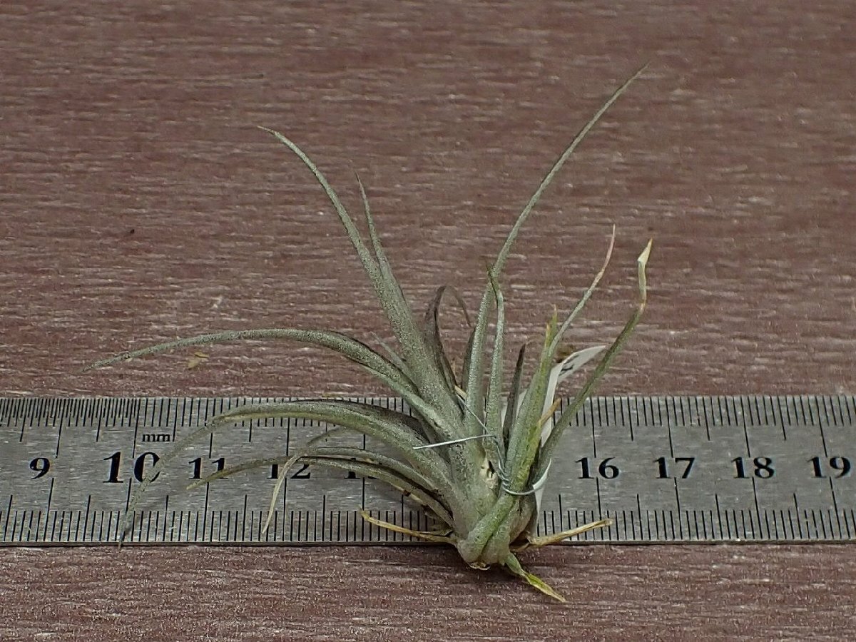 Tillandsia extensa チランジア・エクステンサ★エアプランツTIの画像2