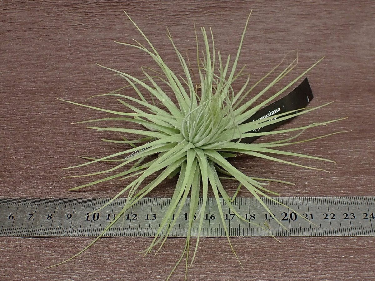 Tillandsia magnusiana チランジア・マグヌシアーナ●エアプランツEPの画像3