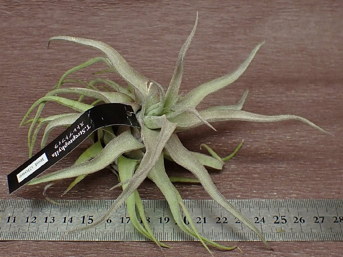 Tillandsia streptophylla Red clone チランジア・ストレプトフィラ レッドクローン●エアプランツEPの画像3