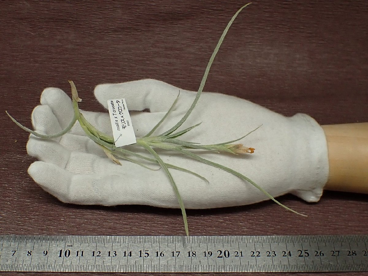 Tillandsia mollis x T.crocatachi Ran jia* Maurice x black car ta* air plant PR