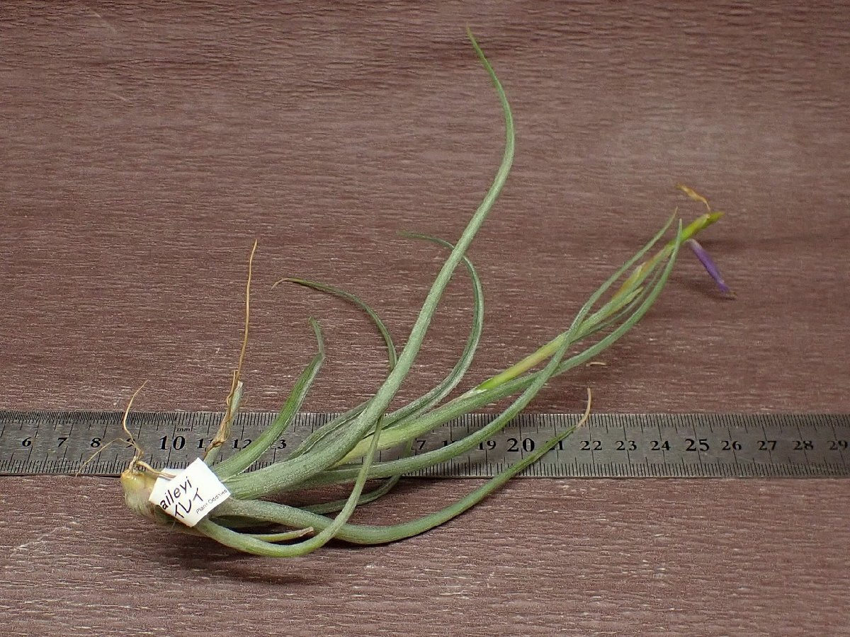 Tillandsia baileyichi Ran jia* Bay Ray * воздушный растения TI