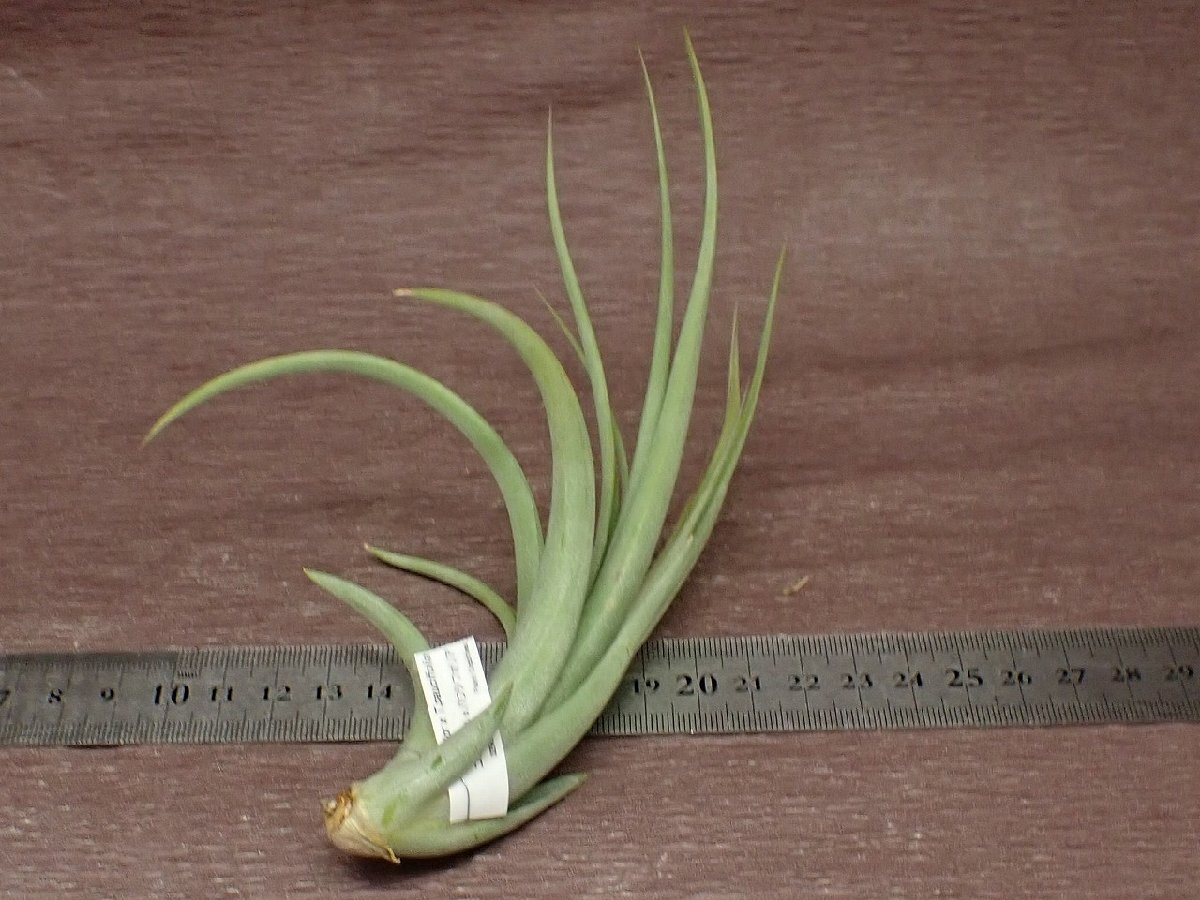 Tillandsia concolor x T.paucifoliachi Ran jia* темно синий ko roll xpa корова fo задний * воздушный растения TI