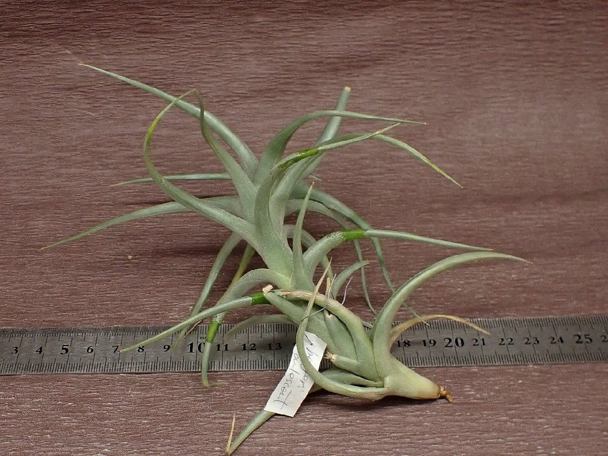 Tillandsia bergeri caulescent formchi Ran jia* bell ge licca ure цент to пена * воздушный растения PR