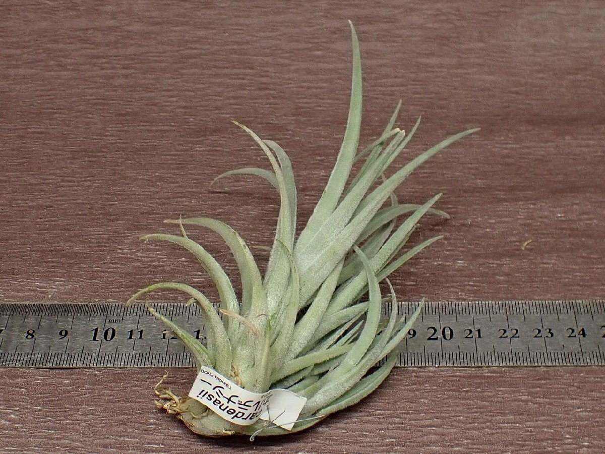 Tillandsia cardenasiichi Ran jia*karute not equipped -* air plant PR