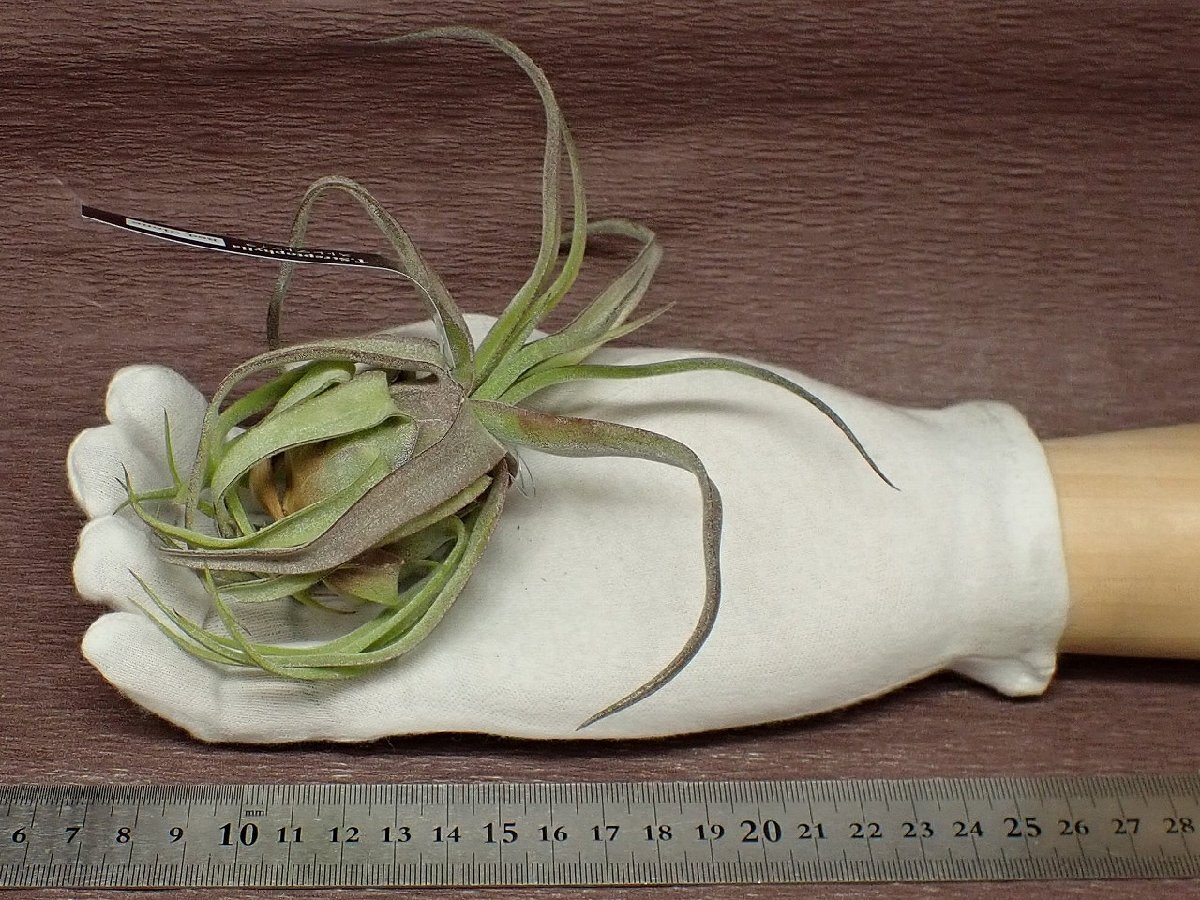 Tillandsia streptophylla Red clonechi Ran jia* -тактный repto filler красный k заем * воздушный растения EP