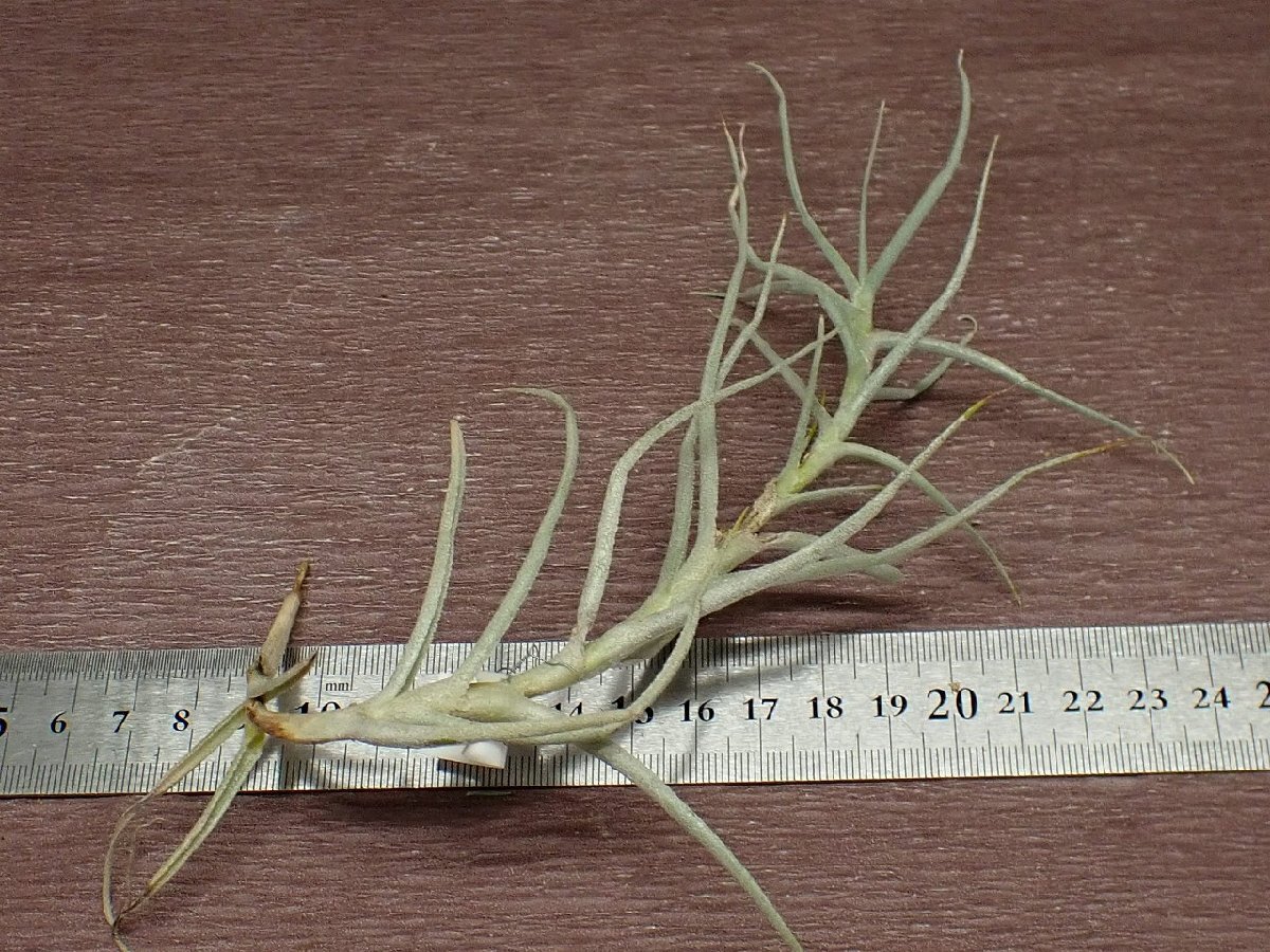 Tillandsia arhiza small formchi Ran jia*a Liza маленький пена * воздушный растения PR