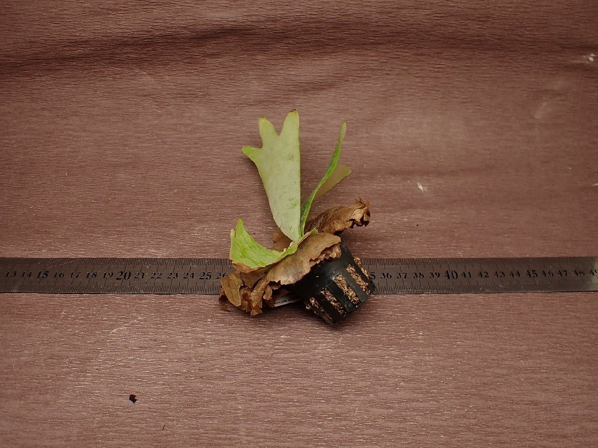 Platycerium willinckii81 pra tiselium*wi Lynn key * staghorn fern seedling 