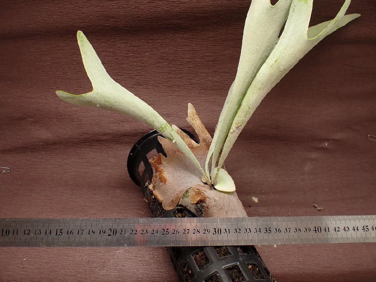Platycerium veitchii \'Silver\' pra tikelium* Bay chi- silver * staghorn fern seedling 