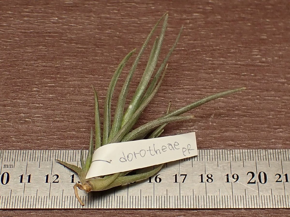 Tillandsia dorotheae チランジア・ドロテアエ■エアプランツPR_画像2