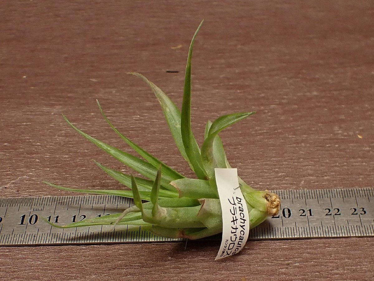 Tillandsia brachycauloschi Ran jia*blakikau Roth # air plant CO