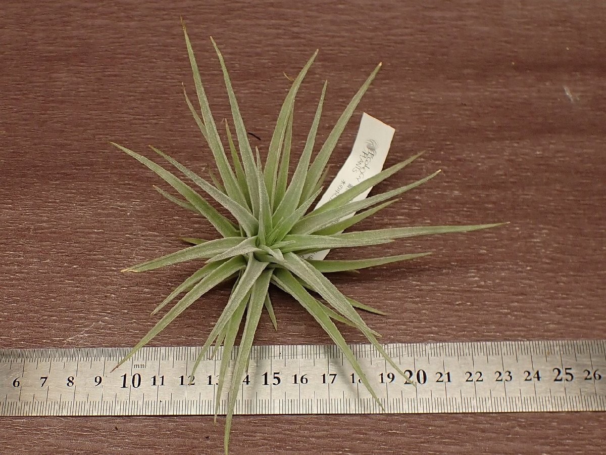 Tillandsia didisticha チランジア・ディディスティカ★エアプランツEP_画像3