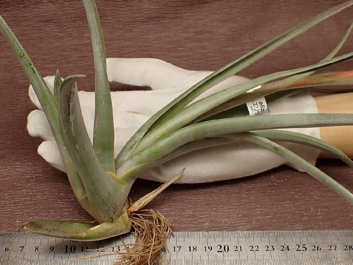 Tillandsia elizabethae チランジア・エリザベシアエ★エアプランツTI_画像1