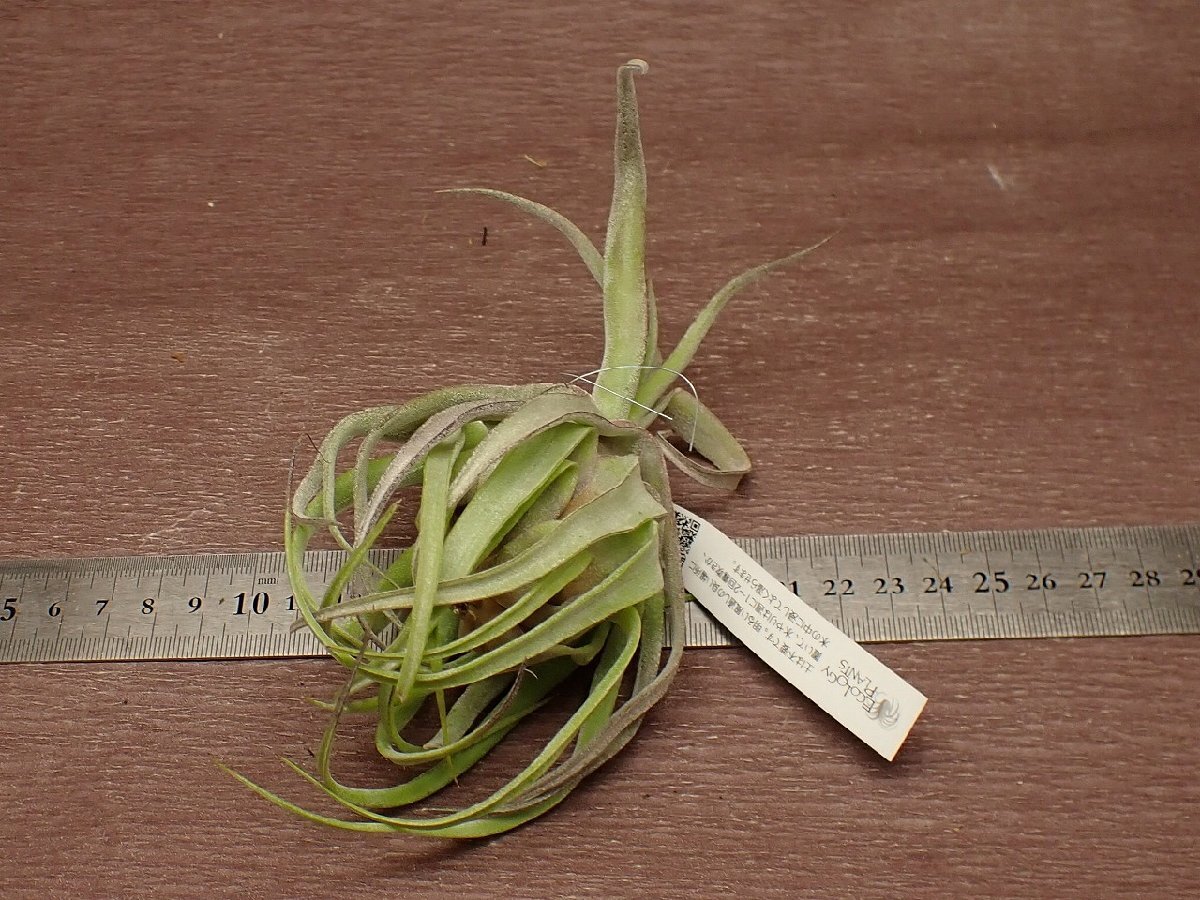 Tillandsia streptophylla Red clonechi Ran jia* -stroke repto filler red k loan * air plant EP