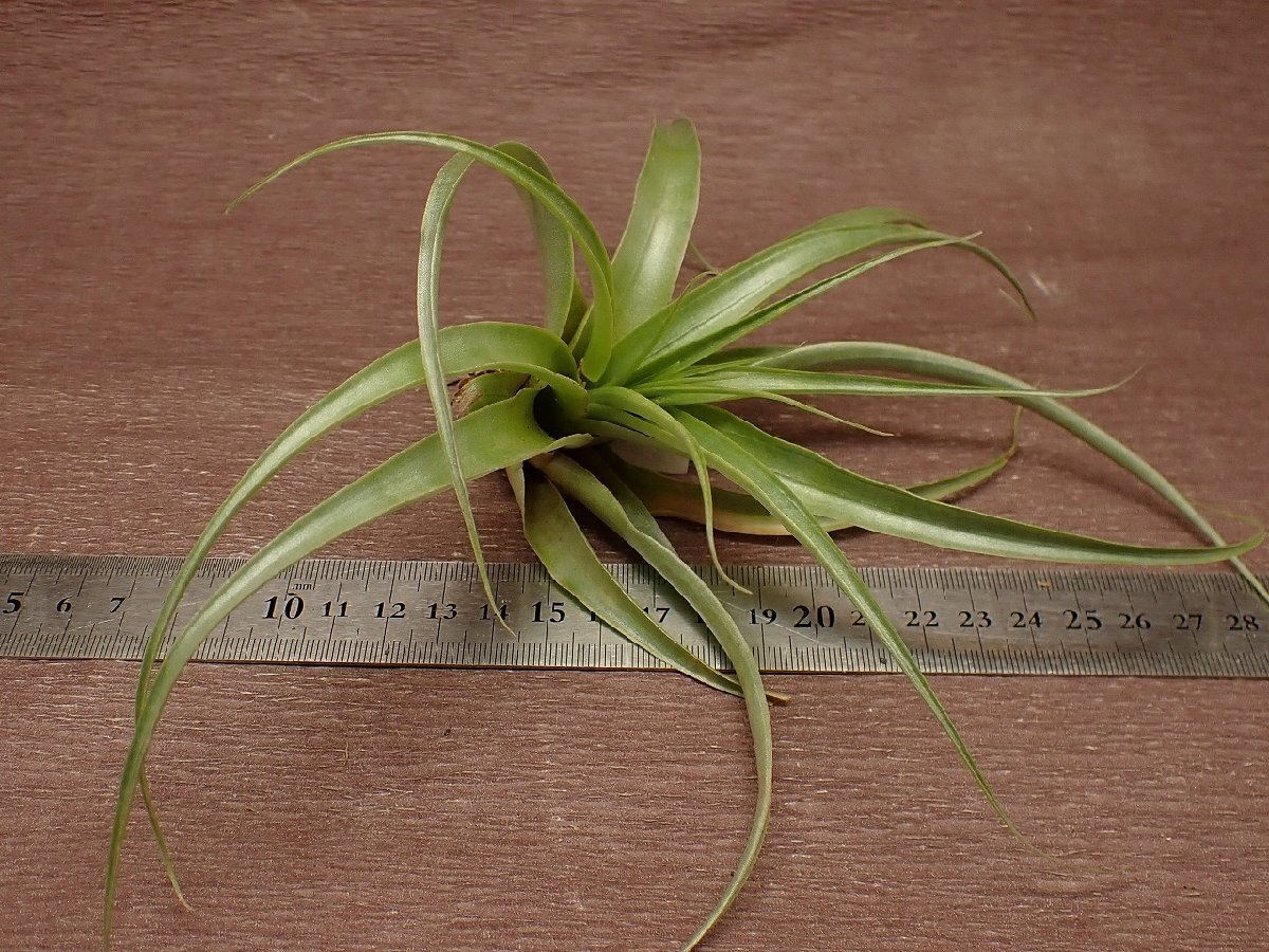 Tillandsia schreiteri チランジア・シュレイテリー★エアプランツDP_画像3