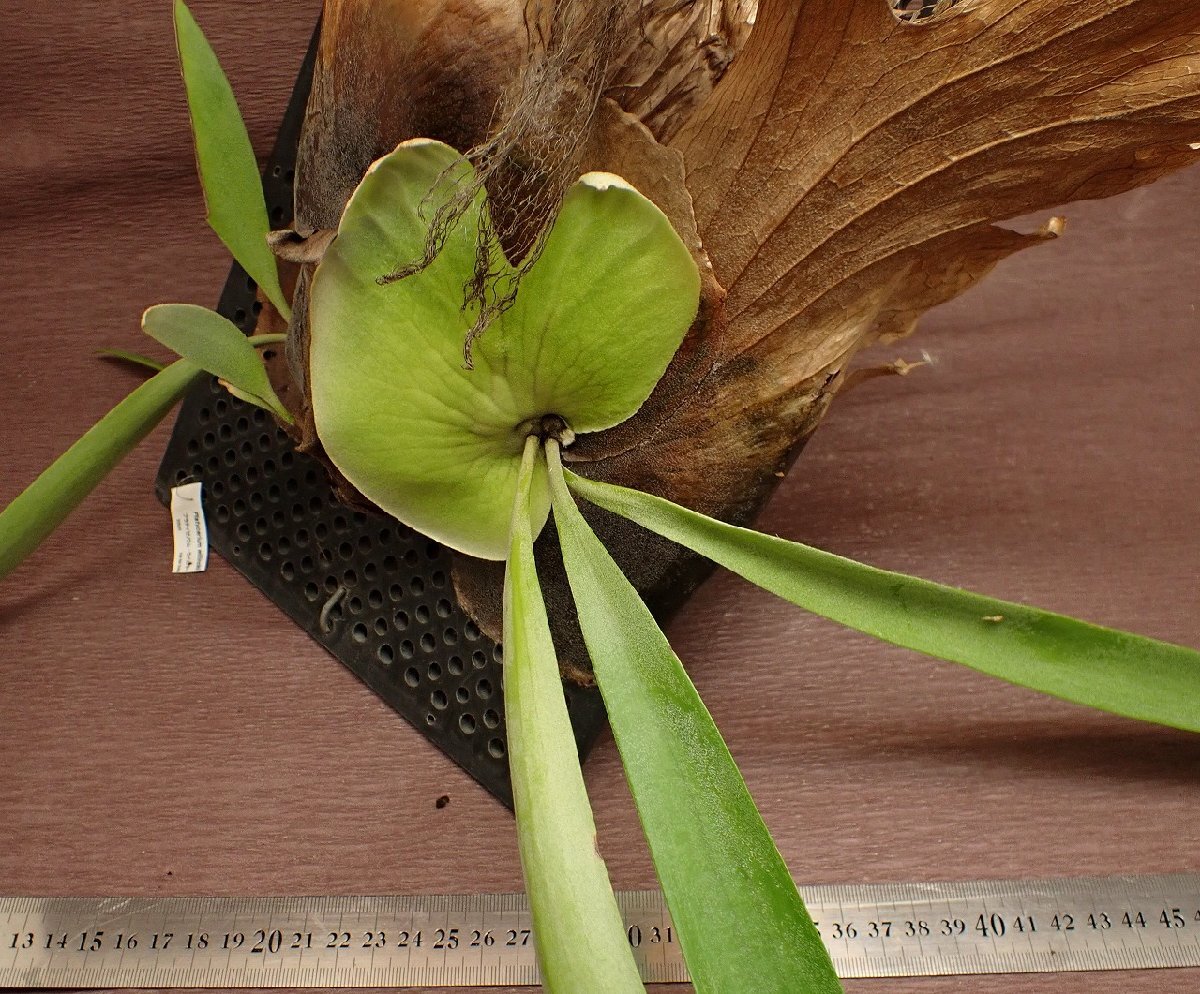 Platycerium willinckii69 pra tiselium*wi Lynn key * staghorn fern seedling 